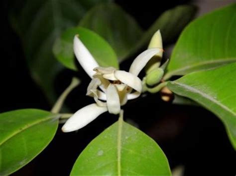 白蘭花 種植|在家裏種植一棵白蘭花，簡單好養，可以讓滿屋都是香。